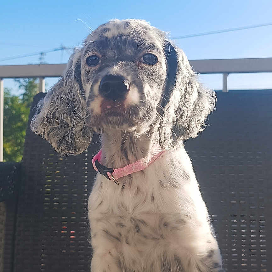 Ukraine participe au concours pour gagner de l'argent avec cette photo : animal, beagle, canine, cockerspaniel, dalmatian, dog, hound, papillon, pet, pointer, poodle, puppy, terrier