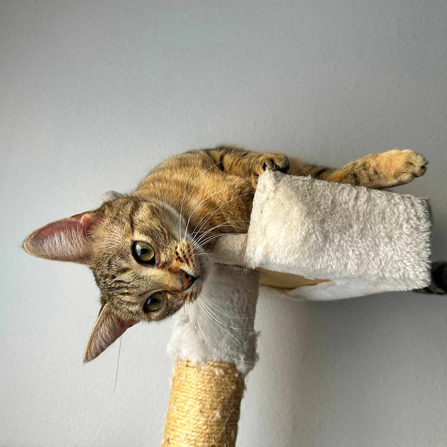 Lili a rejoint le concours — aidez-le/la à gagner de superbes lots ! animal, cat, cat_tree, claws, climbing, curious, cute, domestic, ears, feline, fur, indoor, looking, mammal, perched, pet, playful, resting, tabby, whiskers