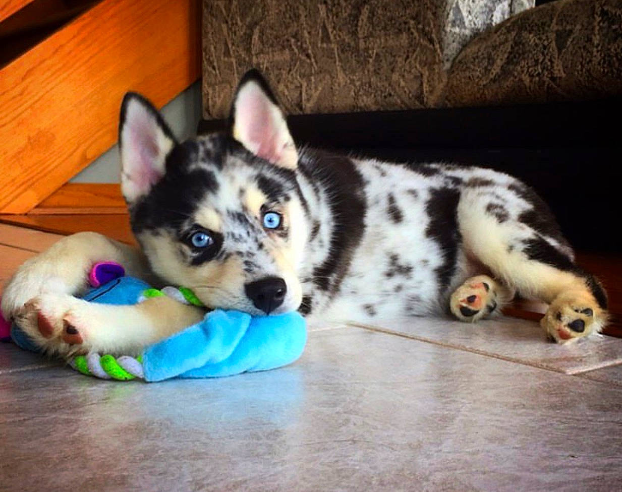 Oreo joined the competition — help win amazing prizes! canidae, carnivore, companion_dog, dog, dog_breed, labrador_husky, mammal, northern_inuit_dog, nose, puppy, rare_breed_dog, rat_terrier, seppala_siberian_sleddog, siberian_husky, swedish_vallhund, tamaskan_dog, texas_heeler, vertebrate, wolfdog, working_dog