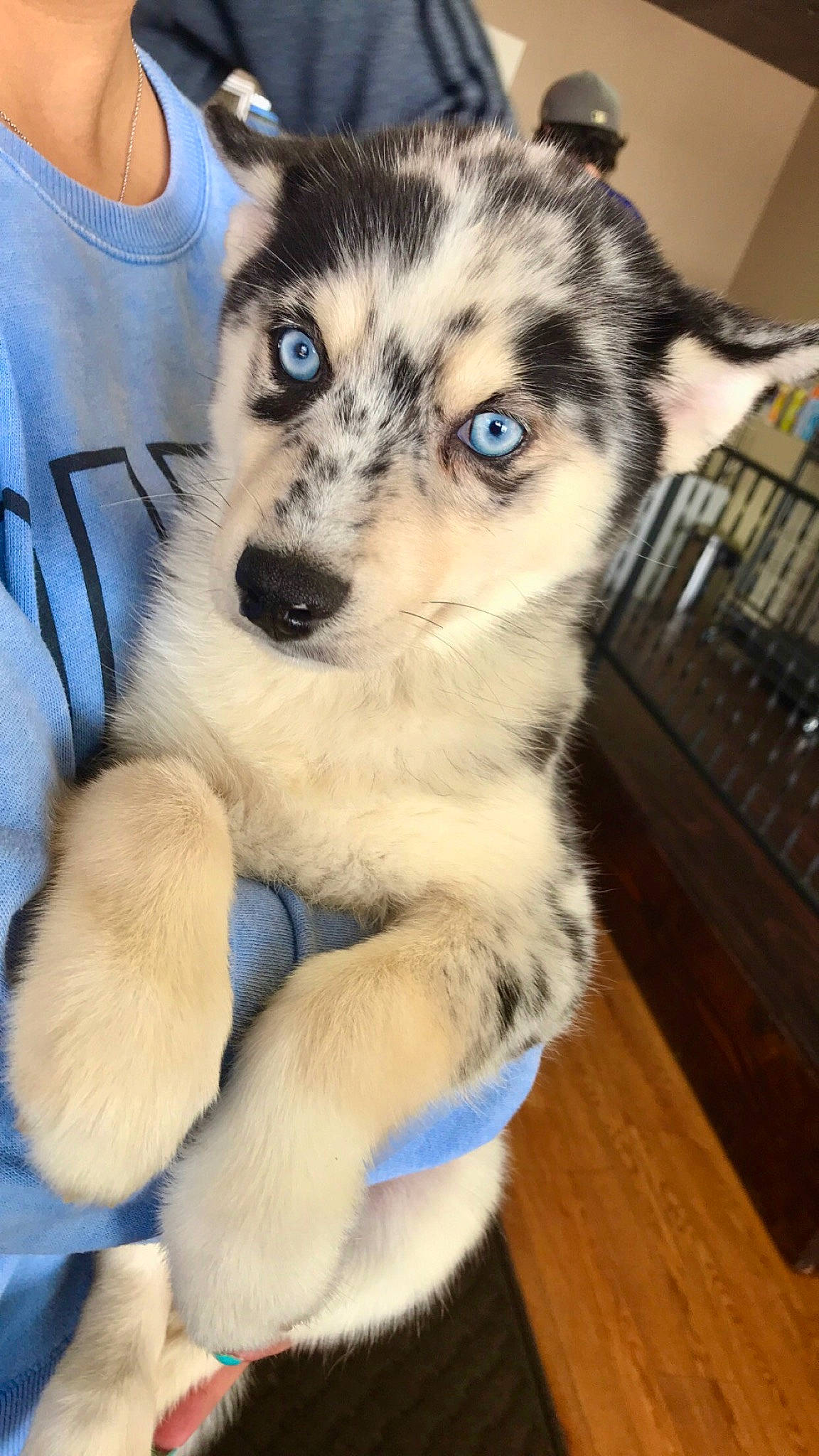 Oreo joined the competition — help win amazing prizes! alaskan_klee_kai, alaskan_malamute, canidae, carnivore, dog, dog_breed, labrador_husky, mammal, miniature_siberian_husky, native_american_indian_dog, northern_inuit_dog, nose, puppy, sakhalin_husky, seppala_siberian_sleddog, siberian_husky, sled_dog, tamaskan_dog, vertebrate, wolfdog