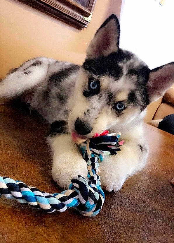 Oreo joined the competition — help win amazing prizes! alaskan_klee_kai, alaskan_malamute, canidae, carnivore, dog, dog_breed, mammal, miniature_siberian_husky, native_american_indian_dog, northern_inuit_dog, puppy, rare_breed_dog, sakhalin_husky, siberian_husky, sled_dog, snout, tamaskan_dog, vertebrate, whiskers, wolfdog