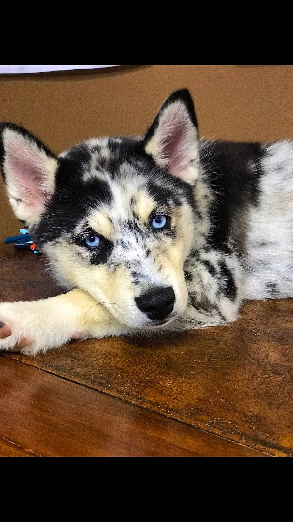 Oreo joined the competition — help win amazing prizes! alaskan_malamute, canadian_eskimo_dog, canidae, carnivore, dog, dog_breed, mammal, native_american_indian_dog, northern_inuit_dog, sakhalin_husky, seppala_siberian_sleddog, siberian_husky, sled_dog, snout, sporting_group, swedish_vallhund, tamaskan_dog, vertebrate, wolfdog, working_dog