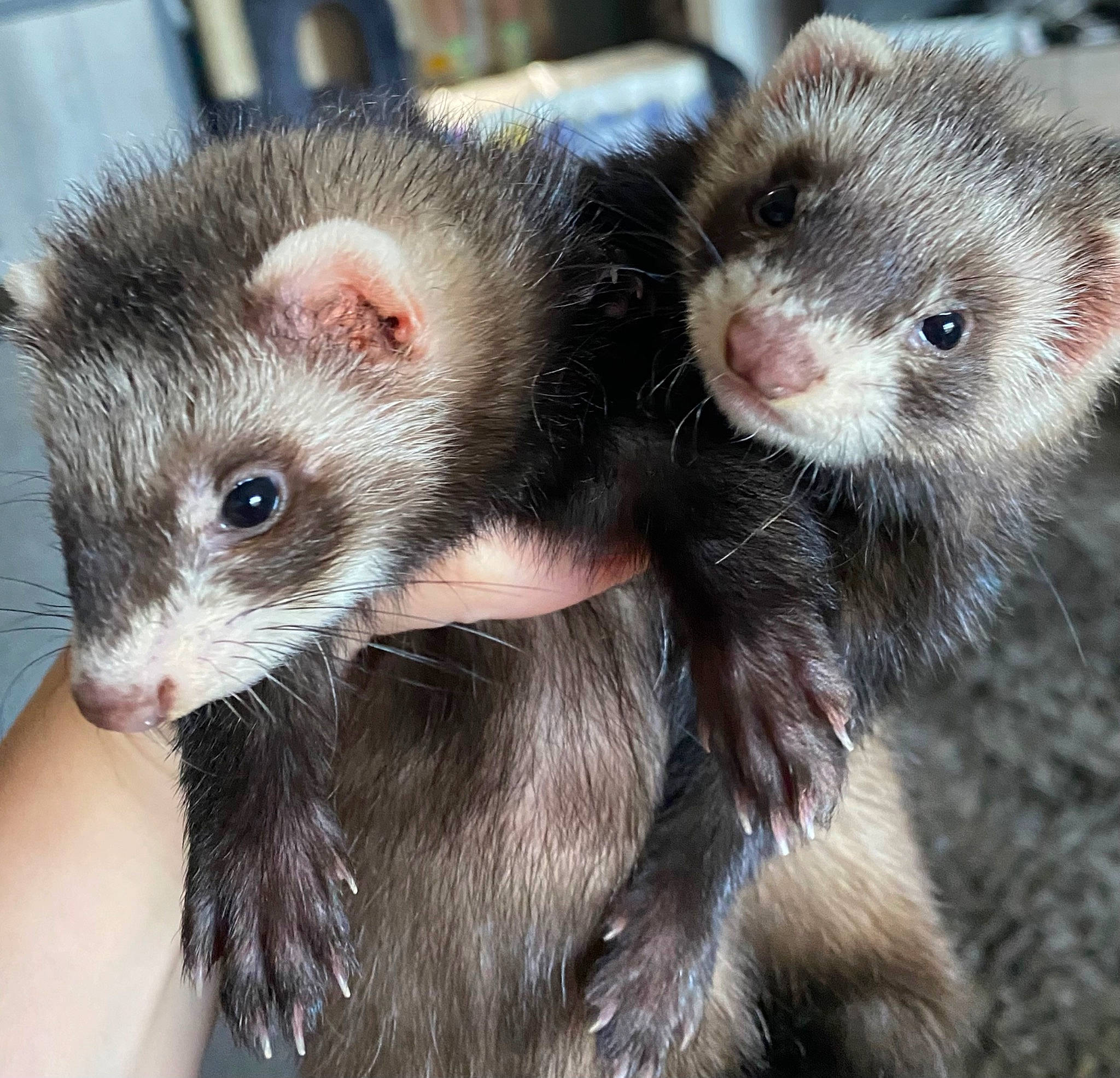 Poda Nala Teel is registered to the contest to win money with this photo: american_mink, carnivore, claw, eye, eyelash, ferret, fur, head, mouse, muroidea, mustelidae, mustelinae, paw, polecat, rodent, snout, terrestrial_animal, whiskers, wildlife
