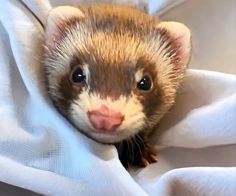 Poda Nala Teel joined the competition — help win amazing prizes! carnivore, claw, eye, eyelash, fawn, felidae, ferret, fur, hamster, mouse, muroidea, mustelidae, mustelinae, pest, polecat, rodent, small_to_medium_sized_cats, snout, terrestrial_animal, whiskers