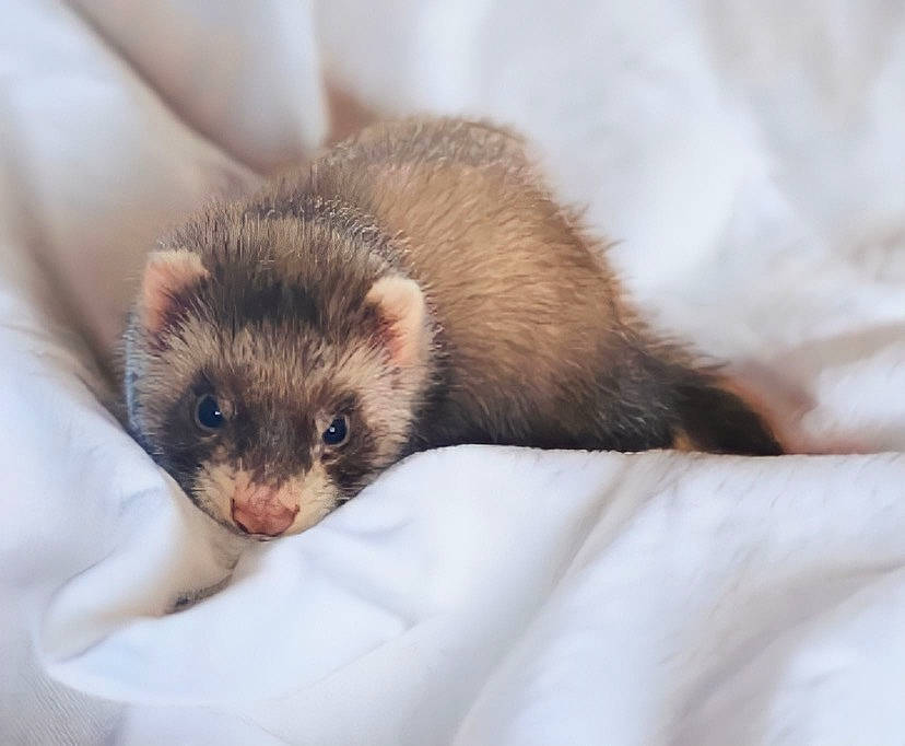 Poda Nala Teel joined the competition — help win amazing prizes! black_footed_ferret, carnivore, claw, comfort, eyelash, fawn, ferret, fur, mustelidae, mustelinae, polecat, snout, terrestrial_animal, whiskers, wildlife