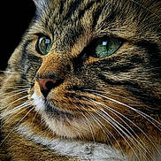 Tink joined the competition — help win amazing prizes! cat, tabby_cat, close_up, portrait, green_eyes, whiskers, fur, animal, pet, feline, face, ears, nose, profile, looking_away, black_background, detailed, texture, macro, domestic_cat