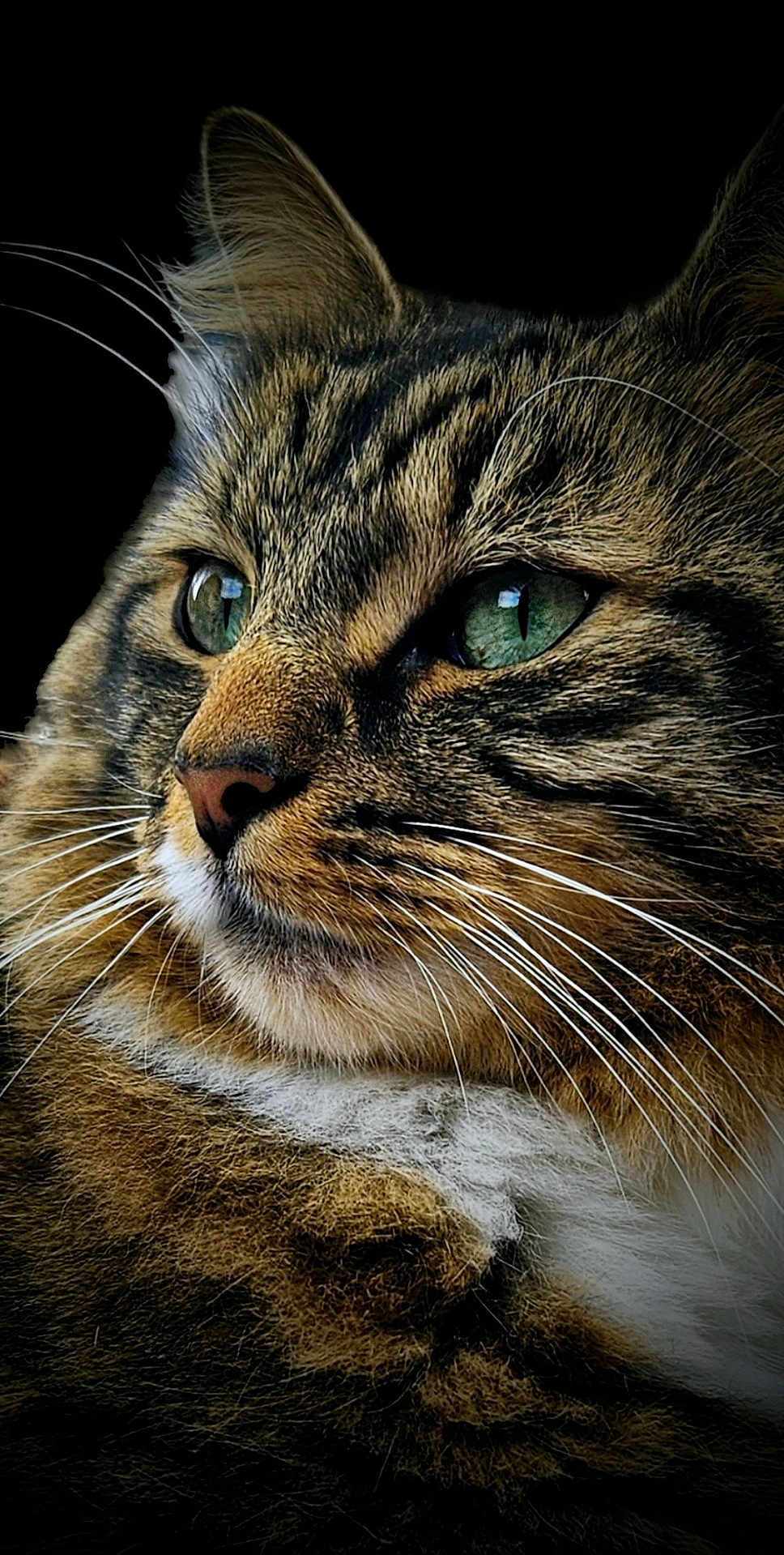 Tink joined the competition — help win amazing prizes! cat, tabby_cat, close_up, portrait, green_eyes, whiskers, fur, animal, pet, feline, face, ears, nose, profile, looking_away, black_background, detailed, texture, macro, domestic_cat