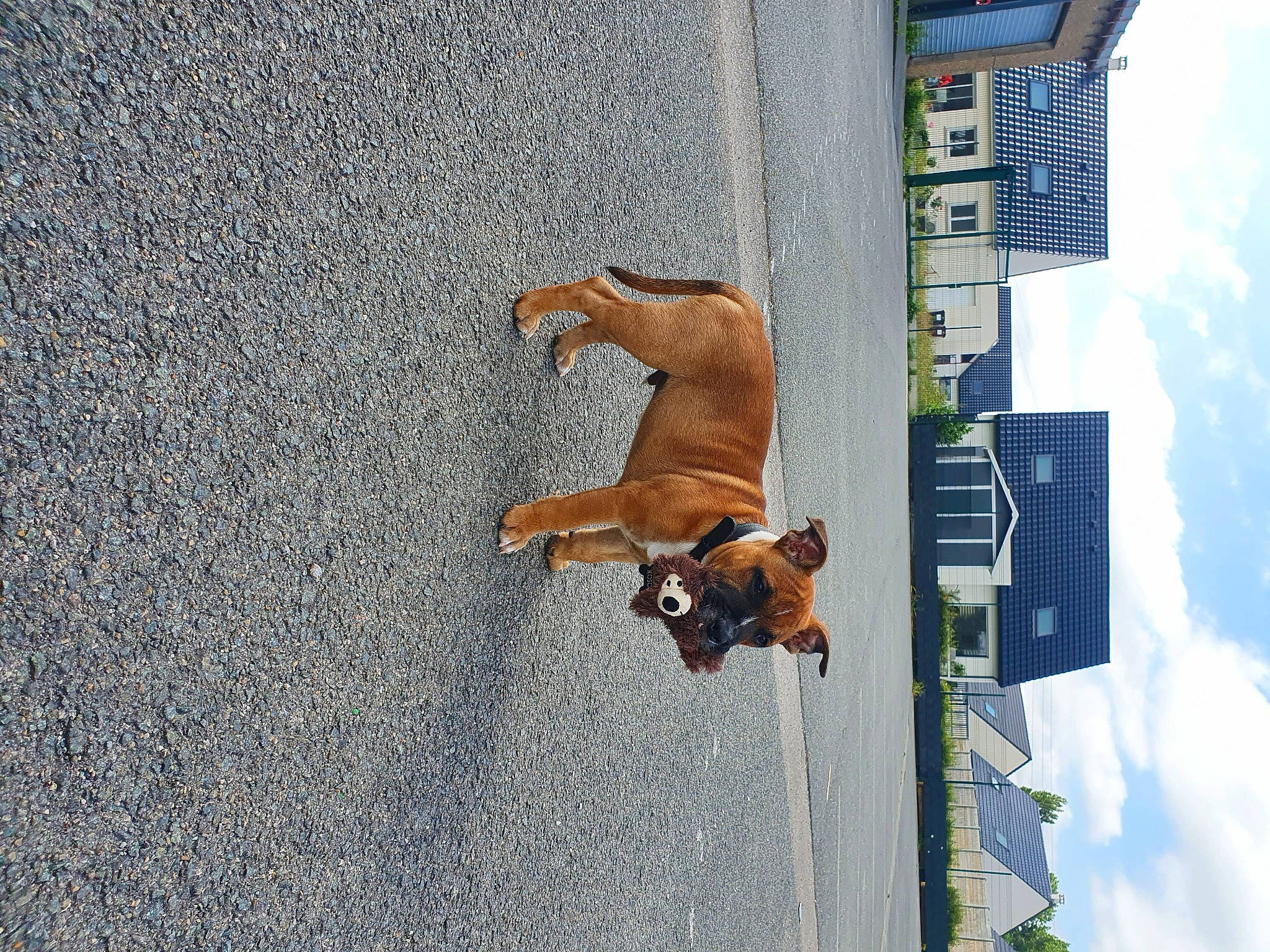 Rosco participe au concours pour gagner de l'argent avec cette photo : asphalt, building, canidae, carnivore, cloud, collar, companion_dog, dog, dog_breed, dog_supply, facade, fawn, leash, pet_supply, sky, snout, sporting_group, tail, window, working_animal