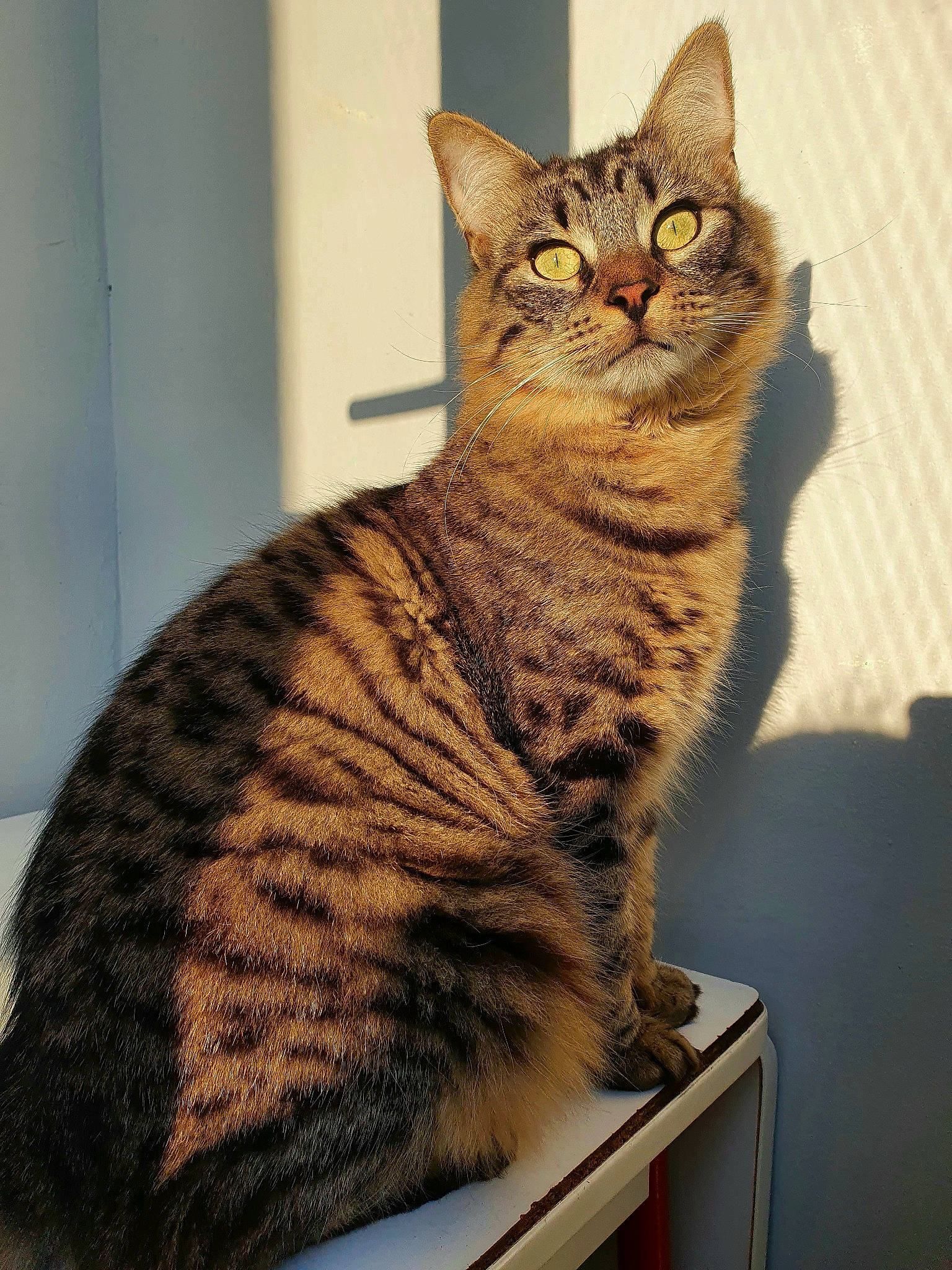 Larry a rejoint le concours — aidez-le/la à gagner de superbes lots ! carnivore, cat, desk, domestic_short_haired_cat, felidae, fur, small_to_medium_sized_cats, snout, table, tail, terrestrial_animal, whiskers