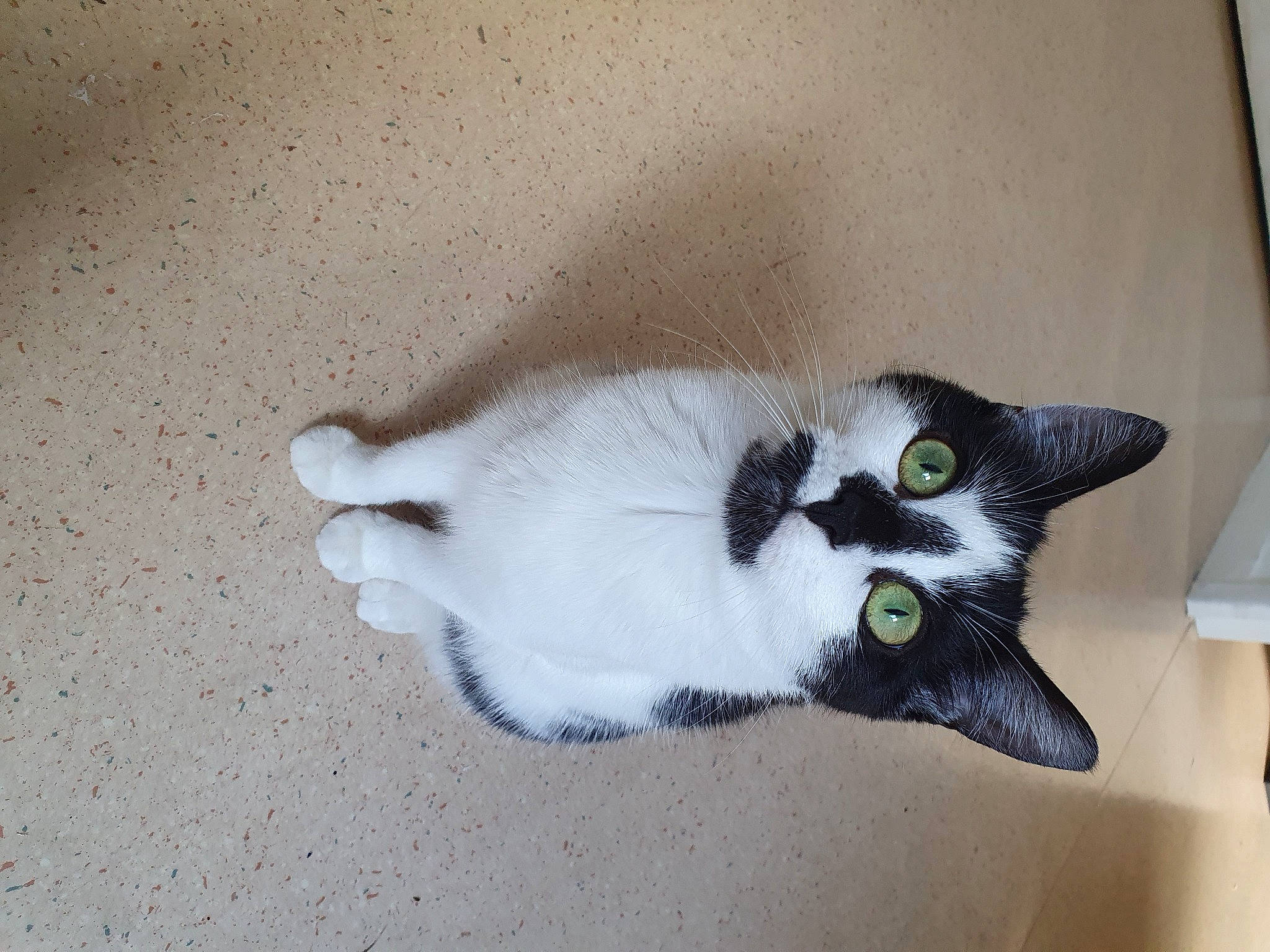 Shelby participe au concours pour gagner de l'argent avec cette photo : art, canidae, carnivore, cat, claw, dog_breed, domestic_short_haired_cat, eye, felidae, flooring, foot, fur, hardwood, head, paw, small_to_medium_sized_cats, snout, tail, whiskers, wood