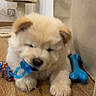 puppy, dog, toy, pacifier, wooden_floor, indoor, fluffy, cute, pet, playful, animal, furry, chewing, floor, colorful, cat_tree, cozy, young, domestic, small