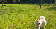 Balou participe au concours pour gagner de l'argent avec cette photo : dog, grass, dandelion, tree, greenery, outdoor, sunny, sky, nature, pet, canine, park, spring, daylight, fur, animal, leisure, walking, landscape, backyard