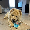 Balou participe au concours pour gagner de l'argent avec cette photo : dog, puppy, toy, indoor, floor, tile_floor, living_room, blurred_background, cute, fluffy, playing, pet, animal, canine, soft_toy, relaxed, home, domestic, young_dog, chewing