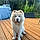 Balou