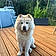 Balou