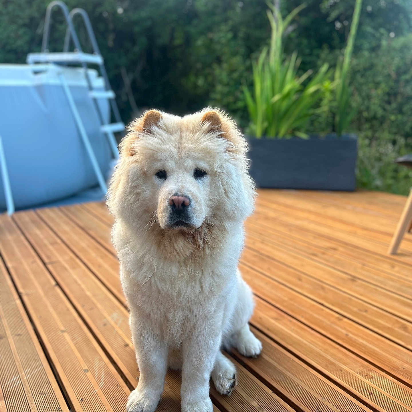 Balou