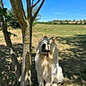 Balou a rejoint le concours — aidez-le/la à gagner de superbes lots ! dog, tree, grass, shadow, sunlight, outdoor, nature, blue_sky, field, canine, pet, animal, fluffy, sitting, daytime, shade, park, fur, muzzle, ears