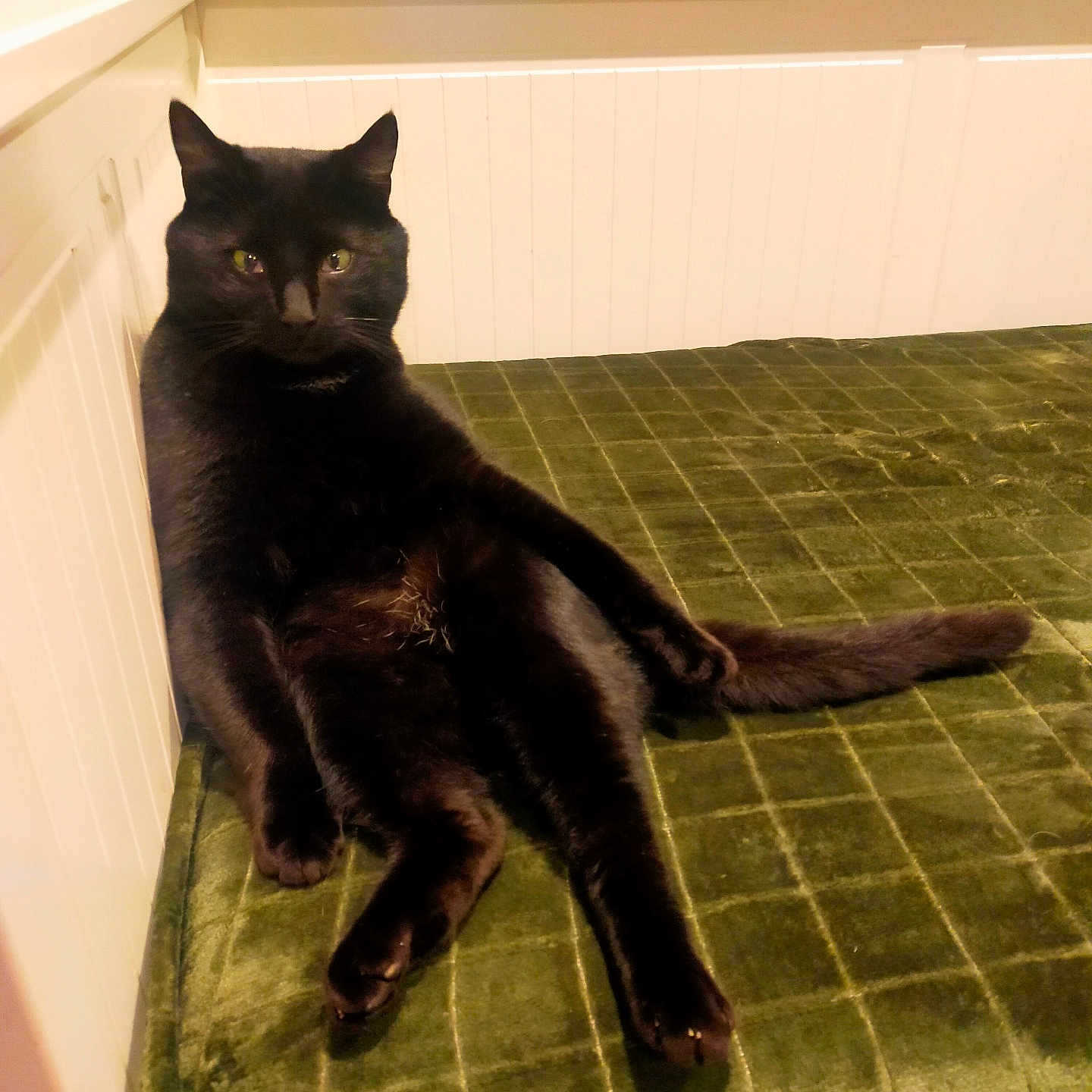 Babayou participe au concours pour gagner de l'argent avec cette photo : animal, black_cat, cat, claws, cozy, ears, feline, fur, green_blanket, home, indoor, looking_at_camera, paneled_wall, pet, quilted, relaxed, sitting, tail, whiskers, white_wall