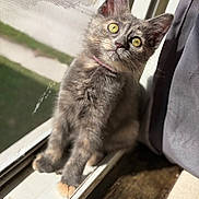 Poptart joined the competition — help win amazing prizes! cat, kitten, gray_cat, golden_eyes, pink_collar, sitting, window, windowsill, sunlight, indoor, portrait, pet, feline, fur, whiskers, ears, paws, curious, cute, photography