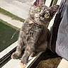 cat, kitten, gray_cat, golden_eyes, pink_collar, sitting, window, windowsill, sunlight, indoor, portrait, pet, feline, fur, whiskers, ears, paws, curious, cute, photography