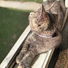 Poptart is registered to the contest to win money with this photo: cat, kitten, gray_fur, fluffy, sitting, lounging, stretching, paw, ears, collar, window, windowsill, sunlight, sunbeam, indoor, home, cozy, portrait, soft_focus, animal
