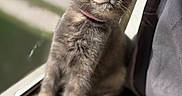 Poptart is registered to the contest to win money with this photo: cat, kitten, gray_fur, yellow_eyes, pink_collar, sitting, windowsill, window, indoor, sunlight, portrait, close_up, pet, animal, whiskers, pointed_ears, curious, wooden_floor, curtain, photography