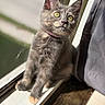cat, kitten, gray_fur, yellow_eyes, pink_collar, sitting, windowsill, window, indoor, sunlight, portrait, close_up, pet, animal, whiskers, pointed_ears, curious, wooden_floor, curtain, photography