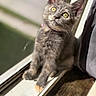 Poptart joined the competition — help win amazing prizes! cat, kitten, gray_cat, pet, animal, feline, yellow_eyes, sitting, window, window_ledge, indoors, sunlight, portrait, close_up, whiskers, ears, fur, wood_floor, cozy, curious