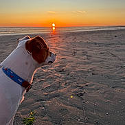 Todd a rejoint le concours — aidez-le/la à gagner de superbes lots ! dog, beach, sunset, ocean, shoreline, sand, reflection, horizon, outdoors, coast, seascape, portrait, profile, white_fur, brown_patches, collar, standing, sunlight, waves, scenic