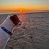 dog, beach, sunset, ocean, shoreline, sand, reflection, horizon, outdoors, coast, seascape, portrait, profile, white_fur, brown_patches, collar, standing, sunlight, waves, scenic