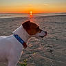 Todd participe au concours pour gagner de l'argent avec cette photo : dog, beach, sunset, ocean, seashore, sand, profile, collar, pet, animal, outdoors, coastline, waves, sun, golden_hour, reflection, wet_sand, nature, evening, portrait