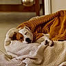 Todd participe au concours pour gagner de l'argent avec cette photo : dogs, canines, sleeping, napping, snuggling, puppies, white_dog, brown_dog, blanket, cozy, bed, indoors, home, warm_lighting, relaxed, resting, closeup, pet, cute, comfort