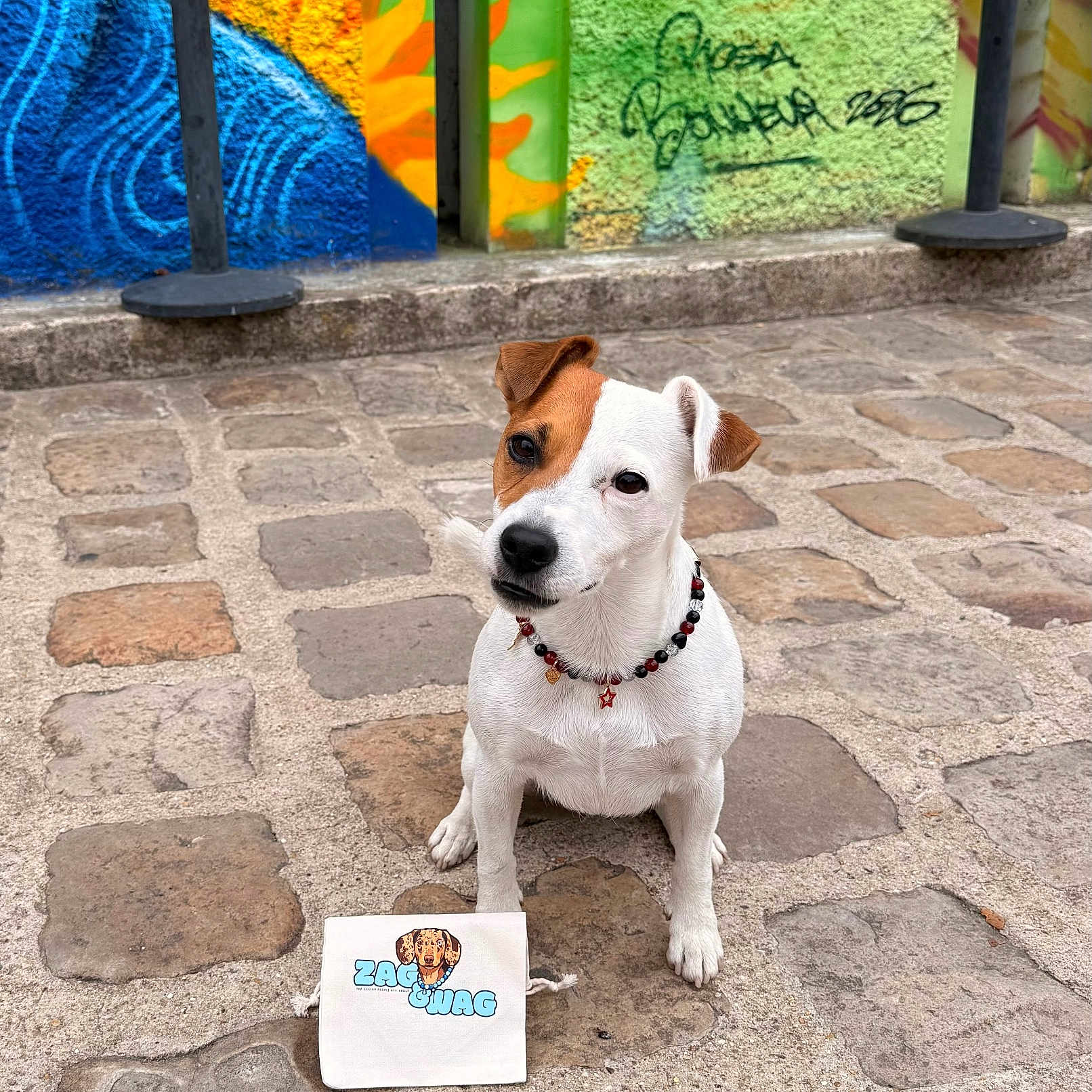 Todd a rejoint le concours — aidez-le/la à gagner de superbes lots ! dog, jack_russell_terrier, pet, sitting, outdoor, cobblestone, street, graffiti, colorful_wall, urban, necklace, collar, beads, portrait, head_tilt, white_fur, brown_markings, front_facing, sign, photography