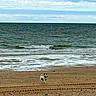 dog, beach, ocean, seaside, shoreline, sand, waves, water, sky, horizon, coast, outdoors, animal, pet, standing, small_dog, white_fur, brown_patches, summer, nature