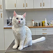 Athena participe au concours pour gagner de l'argent avec cette photo : cat, white_cat, blue_eyes, fluffy, sitting, table, veterinary_clinic, medical_supplies, cabinet, indoor, pet, animal, cute, fur, ears, tail, floor, clean, bright, curious