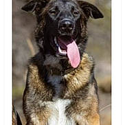 Marie-France Morisan participe au concours pour gagner de l'argent avec cette photo : animal, background_blur, black_fur, brown_fur, canine, closeup, collar, daylight, dog, ears_up, fur, happy, mammal, nature, outdoor, pet, portrait, sitting, tongue_out, white_chest
