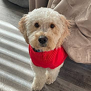 Riley joined the competition — help win amazing prizes! dog, pet, indoor, red_sweater, curtains, wooden_floor, sunlight, shadow, fluffy, cute, looking_up, animal, cozy, bed, home, furniture, canine, fur, small_dog, domestic