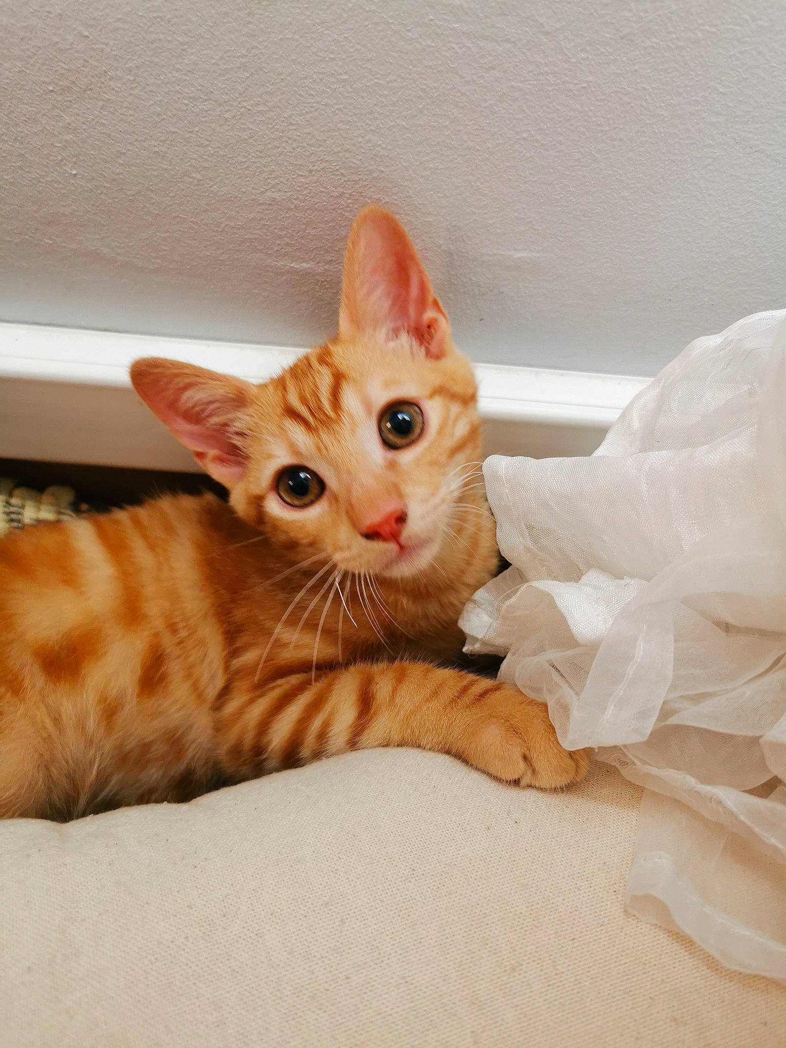 Milo participe au concours pour gagner de l'argent avec cette photo : carnivore, cat, claw, comfort, domestic_short_haired_cat, eye, fawn, felidae, foot, fur, paw, peach, sitting, small_to_medium_sized_cats, snout, tail, terrestrial_animal, whiskers