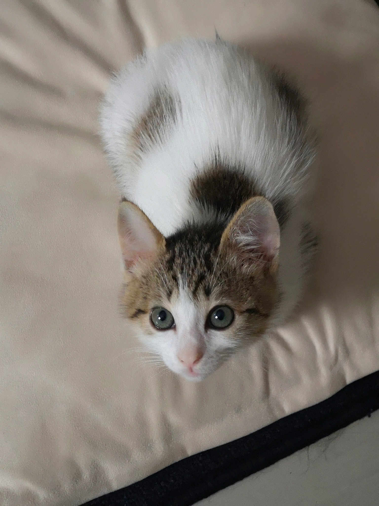 Naya
