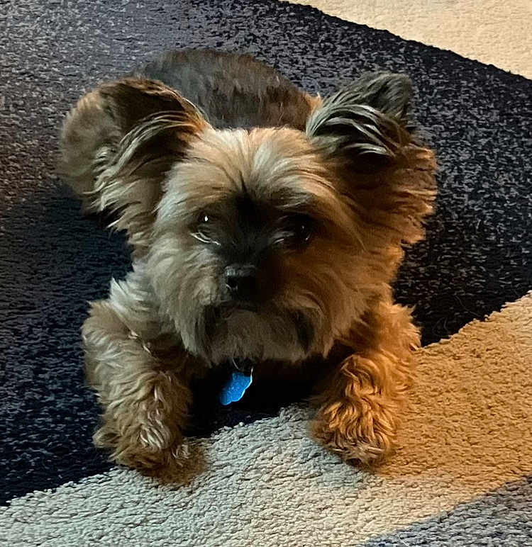 Bella joined the competition — help win amazing prizes! dog, small_dog, fluffy, pet, lying_down, carpet, indoor, ears, fur, collar, tag, animal, cute, portrait, resting, looking_at_camera, home, domestic, companion, furry