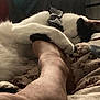 Biscuit is registered to the contest to win money with this photo: affection, animal, black_and_white, blanket, cat, collar, comfort, cozy, cute, domestic, foot, fur, hug, human, indoor, paw, pet, relaxation, resting, sleeping