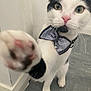 Biscuit is registered to the contest to win money with this photo: animal, black_and_white, bow_tie, cat, close_up, collar, curious, cute, domestic, eyes, feline, floor, indoor, paw, pet, pink_nose, playful, portrait, reaching, whiskers