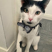 Biscuit is registered to the contest to win money with this photo: animal, black_and_white, bow_tie, cat, close_up, collar, curious, cute, domestic_animal, ears, feline, floor, indoor, looking_at_camera, paw, pet, sitting, wall, whiskers, young_cat