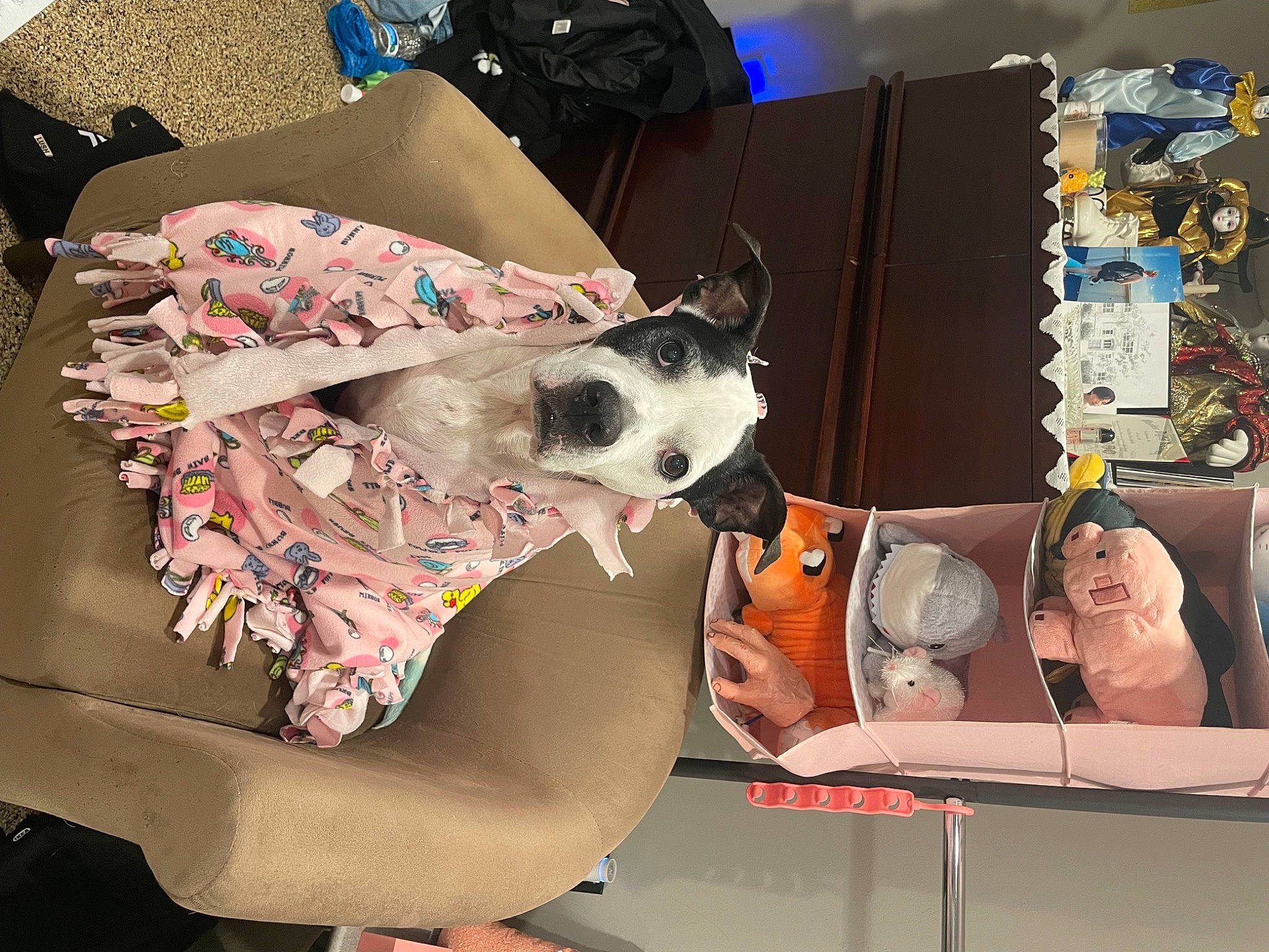 Pearl is registered to the contest to win money with this photo: art, automotive_design, bag, canidae, carmine, carnivore, comfort, companion_dog, costume, dog, dog_breed, dog_clothes, dog_supply, eyewear, fashion_accessory, fawn, pattern, space, visual_arts, working_animal