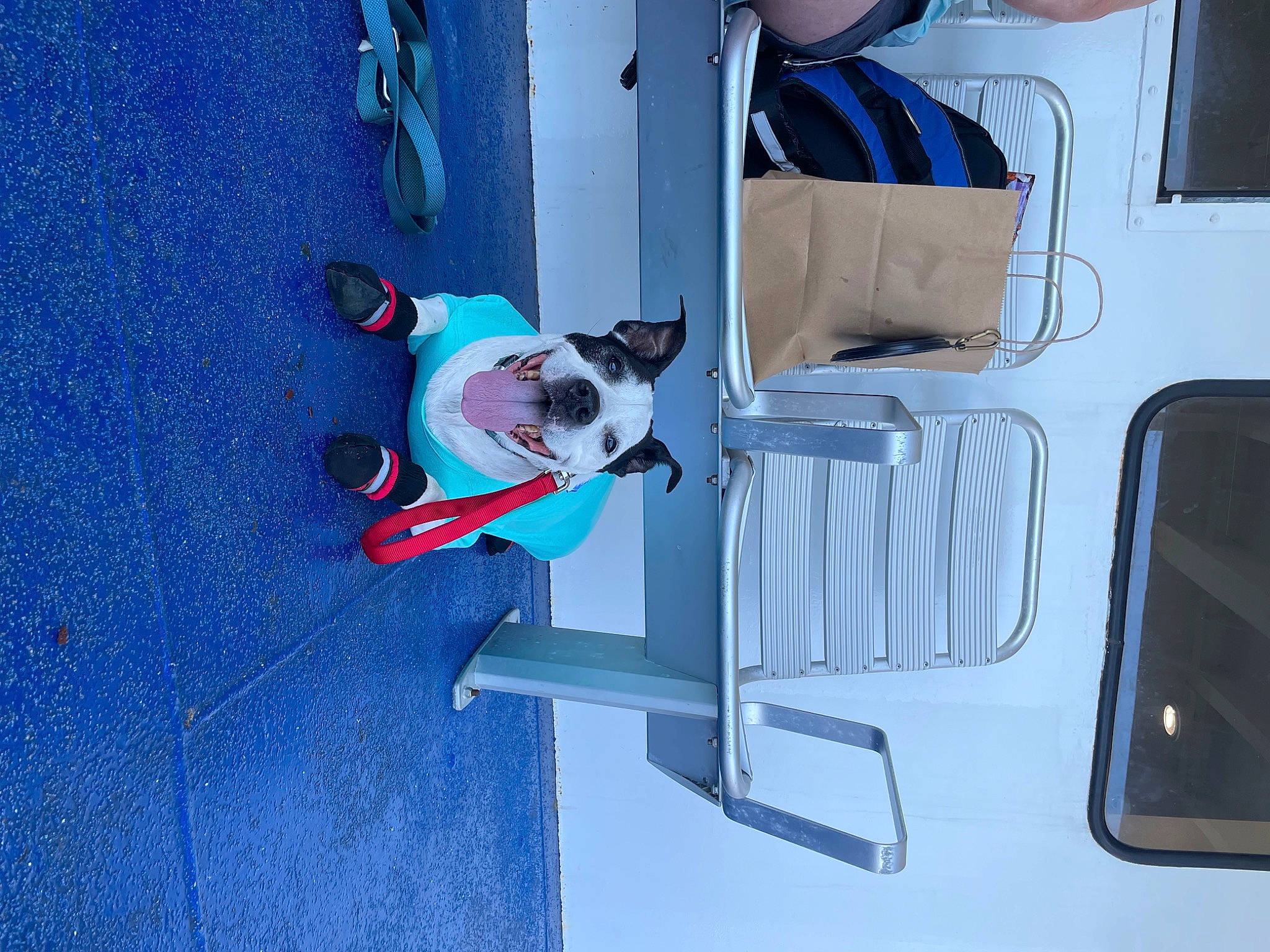 Pearl joined the competition — help win amazing prizes! automotive_exterior, blue, canidae, carmine, carnivore, collar, companion_dog, dog, dog_breed, dog_supply, electric_blue, non_sporting_group, pet_supply, picture_frame, sporting_group, vehicle_door