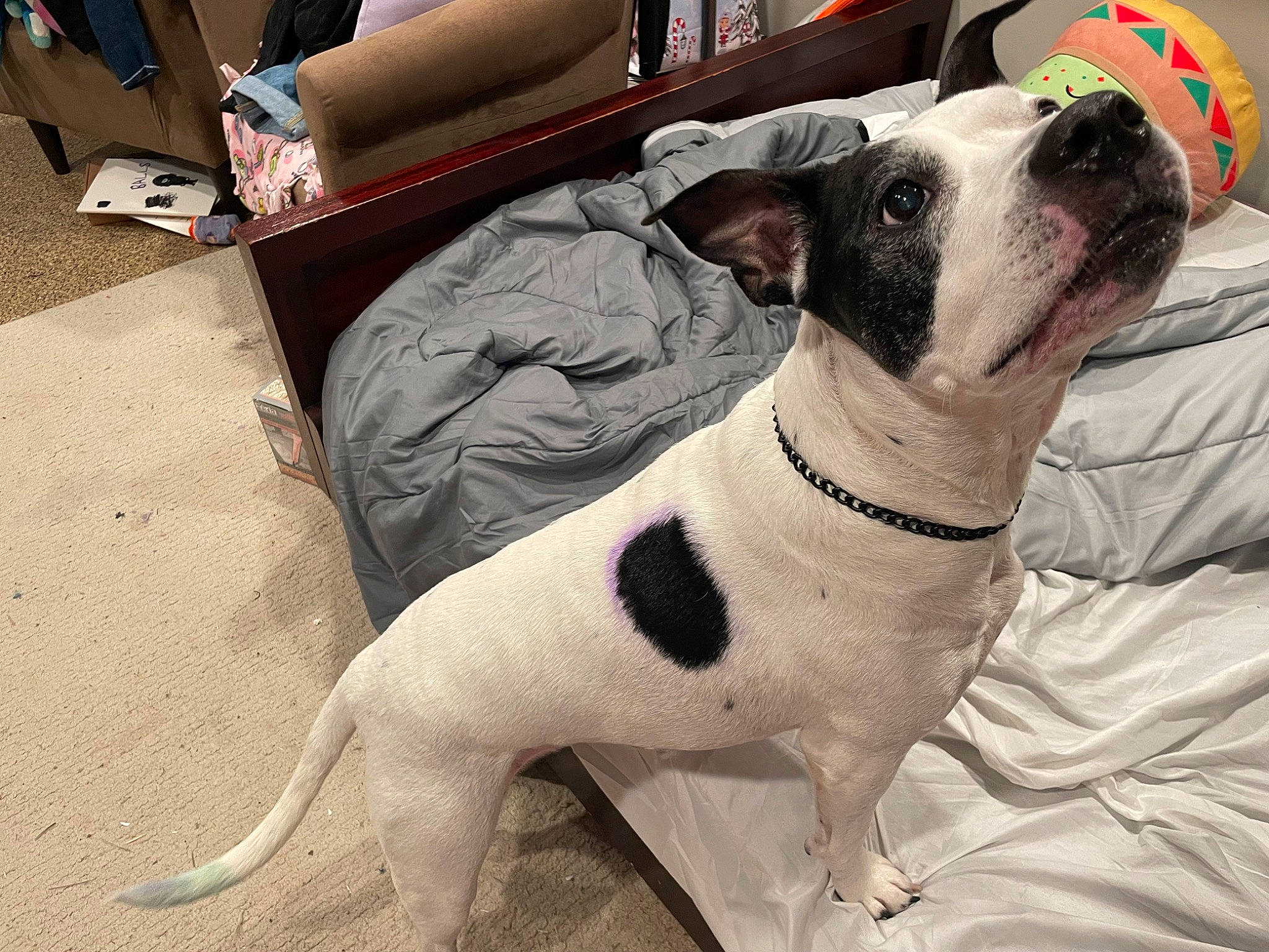 Pearl is registered to the contest to win money with this photo: box, canidae, carnivore, collar, comfort, companion_dog, dog, dog_breed, dog_collar, dog_supply, fawn, guard_dog, luggage_and_bags, non_sporting_group, pet_supply, shipping_box, snout, sporting_group, whiskers, working_animal