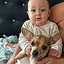 baby, bed, blanket, child, comfort, cozy, curious, cute, dog, ears, face, hands, headboard, holding, indoor, person, pet, sitting, small_dog, toy
