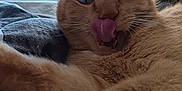 Nougat a rejoint le concours — aidez-le/la à gagner de superbes lots ! cat, orange_cat, tongue_out, close_up, pet, feline, fur, whiskers, ears, bed, blanket, indoor, window, relaxed, cute, animal, mammal, playful, tongue, portrait