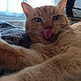 cat, orange_cat, tongue_out, close_up, pet, feline, fur, whiskers, ears, bed, blanket, indoor, window, relaxed, cute, animal, mammal, playful, tongue, portrait