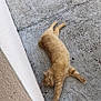 Nougat a rejoint le concours — aidez-le/la à gagner de superbes lots ! cat, ginger_cat, feline, pet, animal, relaxed, laying_down, concrete, floor, wall, outdoor, sleeping, resting, fur, whiskers, paws, ears, side_view, quiet, calm